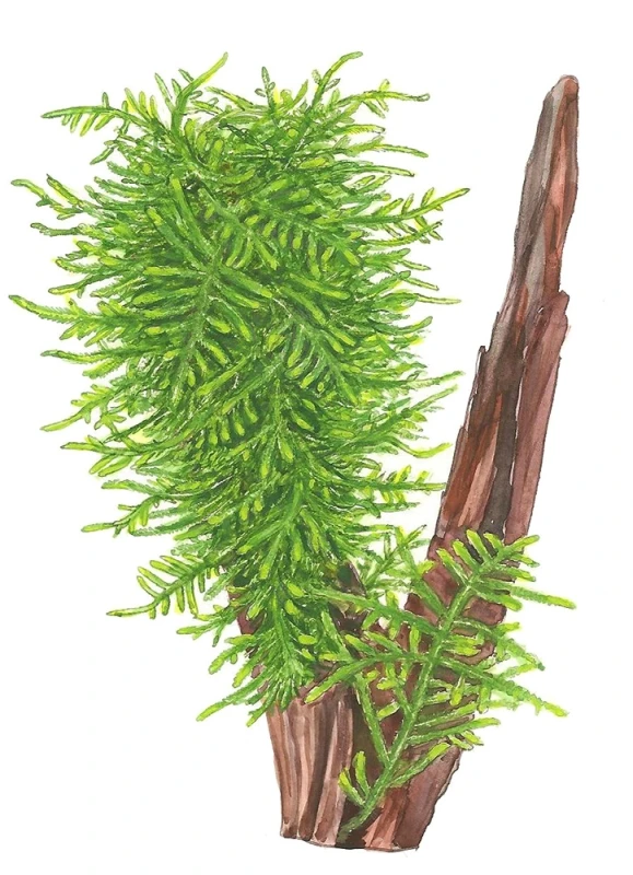 Taxiphyllum Spiky 1-2-Grow! In Vitro Tropica